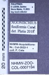 Etiketten zu Agonischius fusiformis (Candèze, 1875) (NHMW-ZOO-COL-0007194)